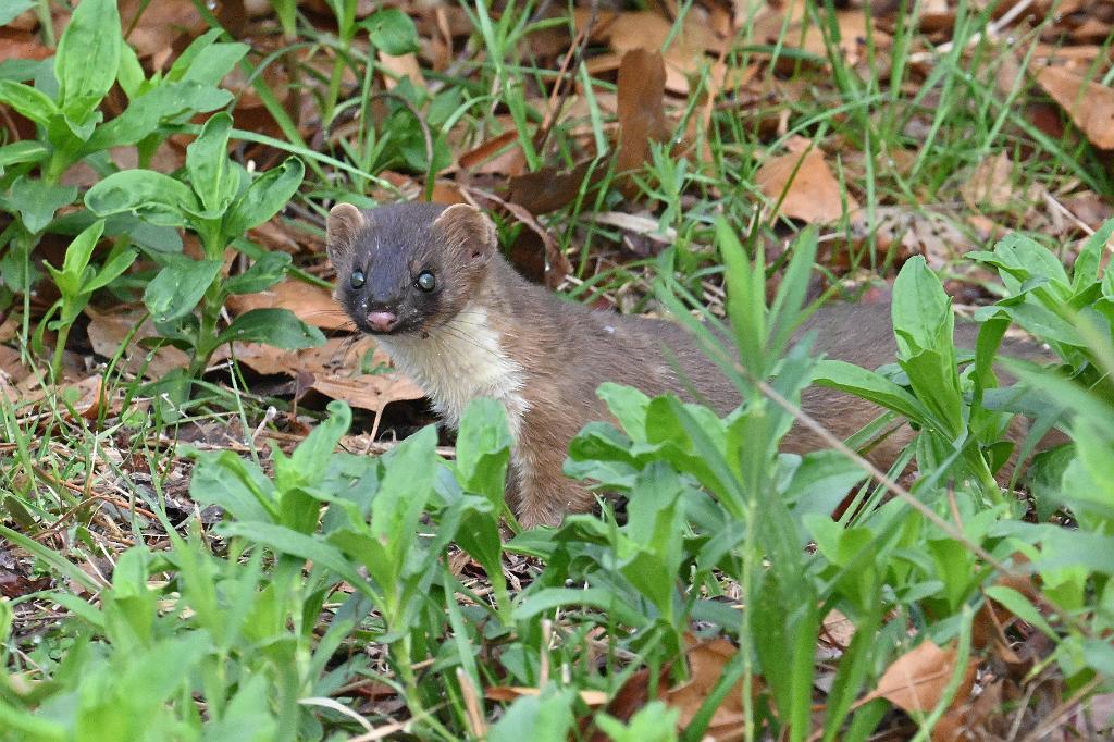 2025-05037025 Parker River NWR, MA.JPG - Short-tailed Weasel (Ermine). Parker River National Wildlife Refuge, MA, 5-3-2025